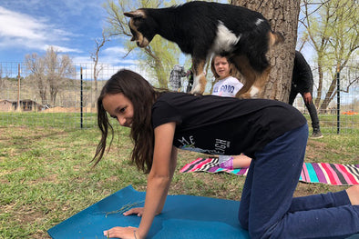 Seriously, You've Gotta Try Goat Yoga