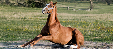 5 Equine Yoga Poses You Can Do on a Horse